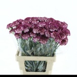 Dianthus Nelk ST Zaklina*20