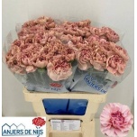 Dianthus Nelk ST Happy Chery*20