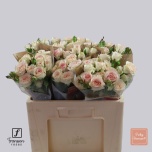 Kobarroos 50cm Pinky Promise