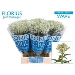Veronica Smart Wave 50cm