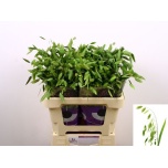 Chasmanthium Haikhein Mantis 60cm (tk)