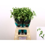 Chasmanthium Haikhein Mantis 70cm (tk)