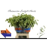 Chasmanthium Haikhein Mantis 70cm (tk)