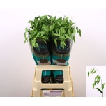 Chasmanthium Haikhein Mantis 70cm (tk)