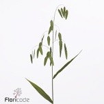 Chasmanthium Haikhein Mantis 80cm (tk)