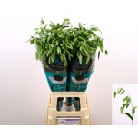 Chasmanthium Mantis 80cm (tk)
