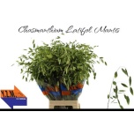 Chasmanthium Mantis 80cm (tk)