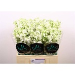 Delphinium Kukekannus Bella Andes White 60cm	