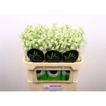 Delphinium Kukekannus Bella Andes White 70cm	
