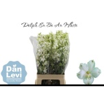 Delphinium Kukekannus Bella Andes White 70cm	