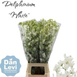 Delphinium Kukekannus Bella Andes White 90cm	
