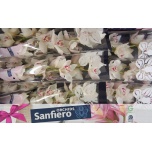 Cymbidium Tsümbiidium San Blanc 60cm