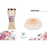 Gerbera MB Sweetness*20