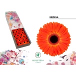 Gerbera GR Medina*25