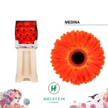 Gerbera GR Medina*15