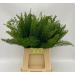 Asparagus Meyeri 50cm (pk)