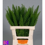 Asparagus Myers 60cm (pk)