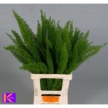 Asparagus Myers 70cm (pk)