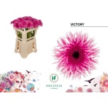 Gerbera GS Victory