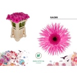 Gerbera Naomi 50cm*10