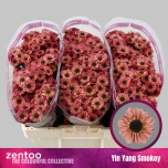 Chrysanthemum Krüsanteem SANTINI Yin Yang Smokey*25