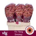 Chrysanthemum Krüsanteem SANTINI Yin Yang Smokey*25