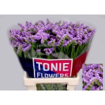 Limonium Parkjuur S Tessa Malva 60cm