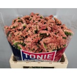 Limonium Parkjuur S Royal Orange 60cm