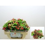 Hypericum Naistepuna Mag mix 50cm