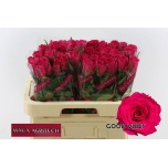 Roos 60cm Good Vibes