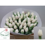 Tulp White Candle