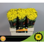Chrysanthemum Krüsanteem SANTINI Skippy*25