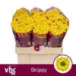 Chrysanthemum Krüsanteem SANTINI Skippy*25