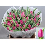 Tulp Asian Love