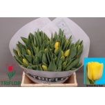 Tulp si Antarctica Sun