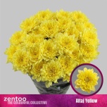 Chrysanthemum Krüsanteem SP Altaj Yellow*5