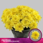 Chrysanthemum Krüsanteem Altaj Yellow
