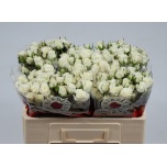 Kobarroos 50cm Snowy Blossoms