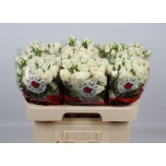Kobarroos 60cm Snowy Blossoms