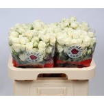 Kobarroos 60cm Snowy Blossoms