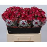 Kobarroos 60cm Cherry Blossoms