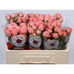 Kobarroos 50cm Amazing Magic