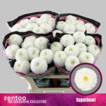 Chrysanthemum Krüsanteem BL Superbowl*10
