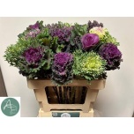 Brassica Kapsas mix 60cm