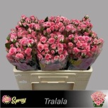 Kobarroos 50cm Tralala