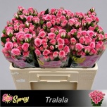 Kobarroos 50cm Tralala