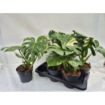 Monstera deli thai constellation 17cm