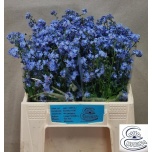 Myosotis Meelespea Blue Memory 40cm
