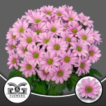 Chrysanthemum Krüsanteem SP Ballerina´s Pink*5