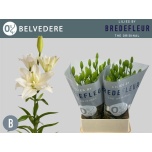 Lilium Liilia LA Belvedere 90cm